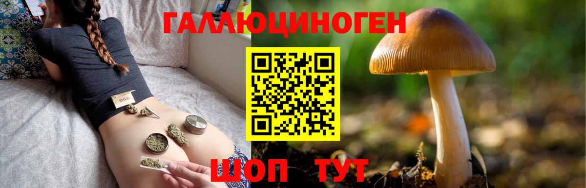 Галлюциногенные грибы мухоморы Сосновый Бор
